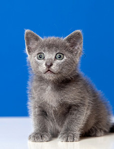 小猫蓝底有灰色头发的小猫巴拉班黑色的晶须图片