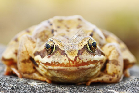 野生动物青蛙自然高清图片素材
