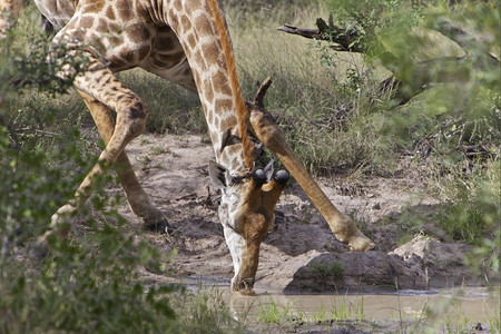 野生动物长颈鹿图片