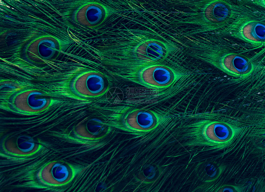 孔雀羽毛绿点模式蓝背景装饰充满活力细节图片