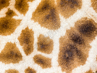 质地长颈鹿的毛皮特写长颈鹿的毛皮特写自然动物园背景图片