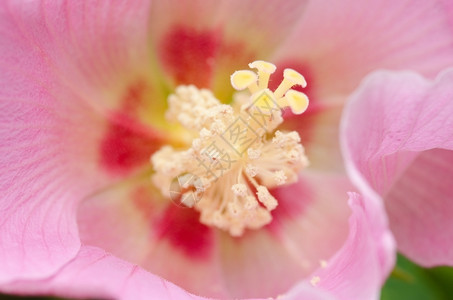 雌蕊粉红色的花朵细节美丽的粉红色花朵详细描述锦葵科蔷薇果图片