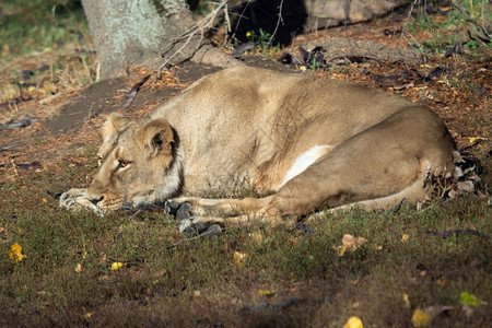 黑豹A类严重濒危物种美洲豹Leopersica休息印度人图片