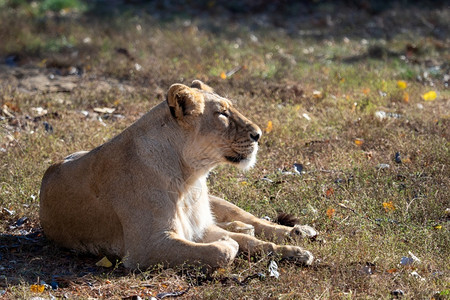 A类严重濒危物种美洲豹Leopersica古吉拉特邦狮子座波斯图片