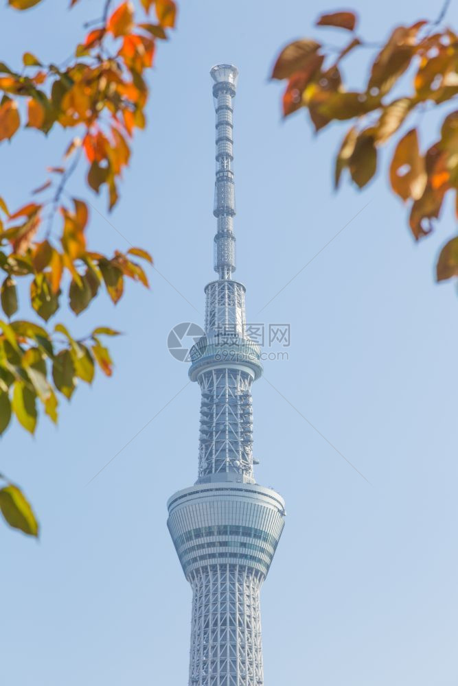 满的季节东京天空树在公园摩大楼东京空树的下在白天日本东京2016年月4日盛开图片