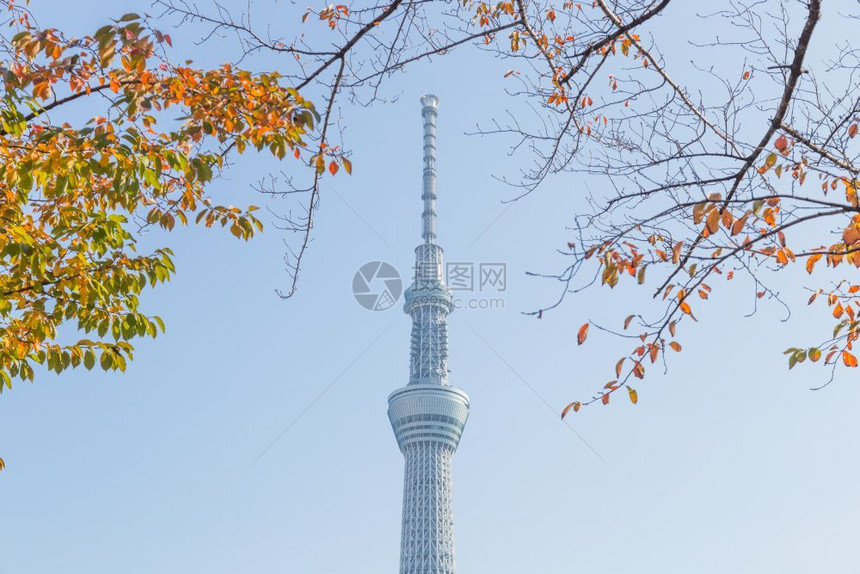 2016年现代的游客东京天空树在公园摩大楼东京空树的下在白天日本东京2016年月4日图片