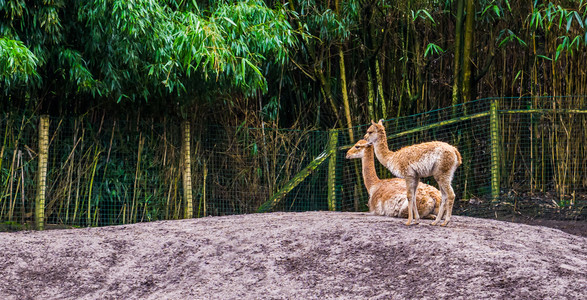 原驼与羊和骆家庭有关动物来自秘鲁的底栖动物Peru一起国内的种图片