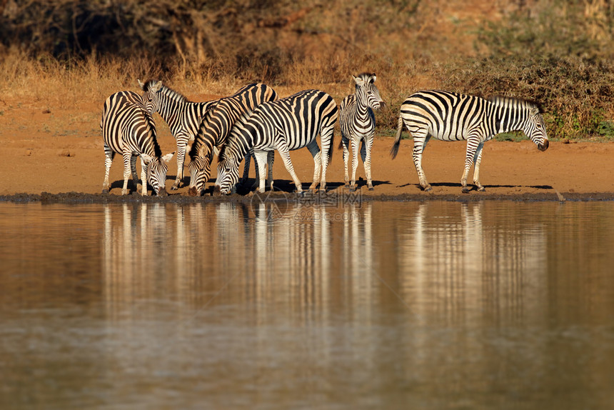 伯切尔南非克鲁格公园Kruger公园Equusburchelli饮用水田园诗般的荒野图片