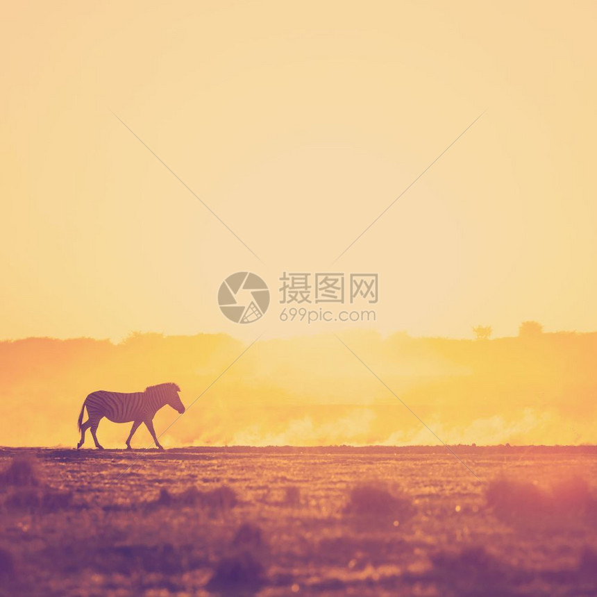 景观白色的轮廓非洲日落风景在博茨瓦纳的灰尘中带有圆光斑马非洲则具有逆向Instagram风格过滤效应图片