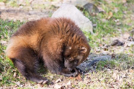 金刚狼古洛坐在草地上也叫贪食者卡尔茹臭鼬熊或快速孵化器咕噜或者北欧的图片