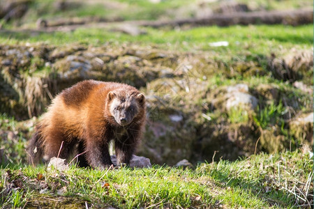 金刚狼古洛坐在草地上也叫贪食者卡尔茹臭鼬熊或快速孵化器黑强大的毛茸图片
