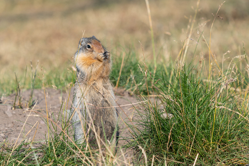 户外哥伦比亚地松鼠Urocitelluscolumbianus在草地上沃特顿湖公园加拿大艾伯塔省啮齿动物旅游图片