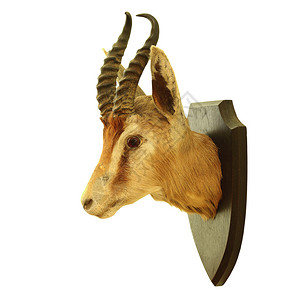 提眉术自然喇叭Antidorcasmarsupialis的打猎战利品被白背景隔离有袋动物背景
