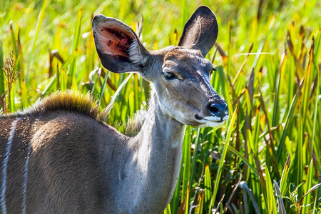 iSimangaliso湿地公园的Kudu哺乳动物路线群图片