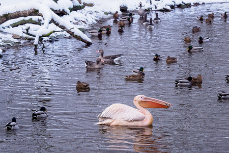 一群鸭子和只白在池塘游泳户外自然湖图片