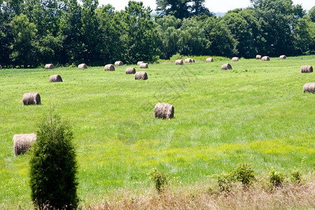 摄影行业一片农田的景观草地树木环绕的草地覆盖着一大片干草植被图片