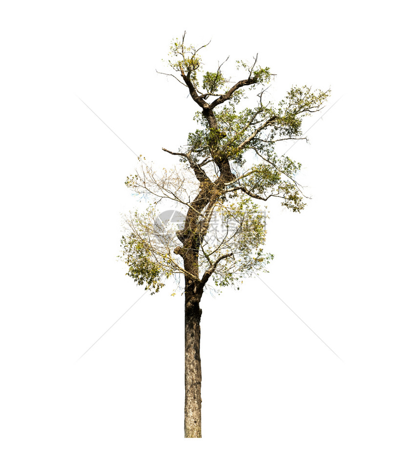 季节白色背景上隔离的树木用于设计并有剪切路径的热带树和生态环境图片