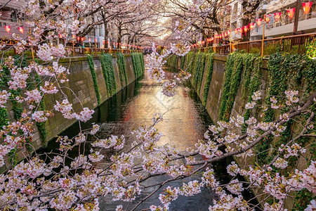 花园季节公日本东京Meguro运河樱花或晚上在日本东京图片