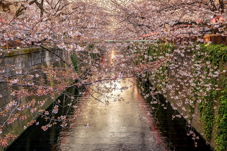 日本东京Meguro运河樱花或晚上在日本东京地标春天季节图片