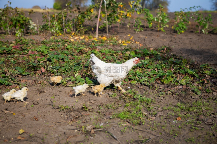 走自由小鸡在花园里散步小鸡在花园里散步乡村的图片