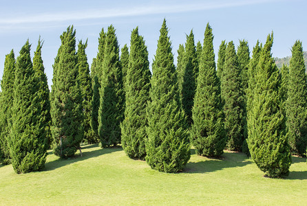 公园中的松树装饰旅游景观分支图片