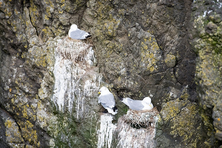北极燕鸥时间Rissatridactyla在法罗群岛的巢穴上水户外背景