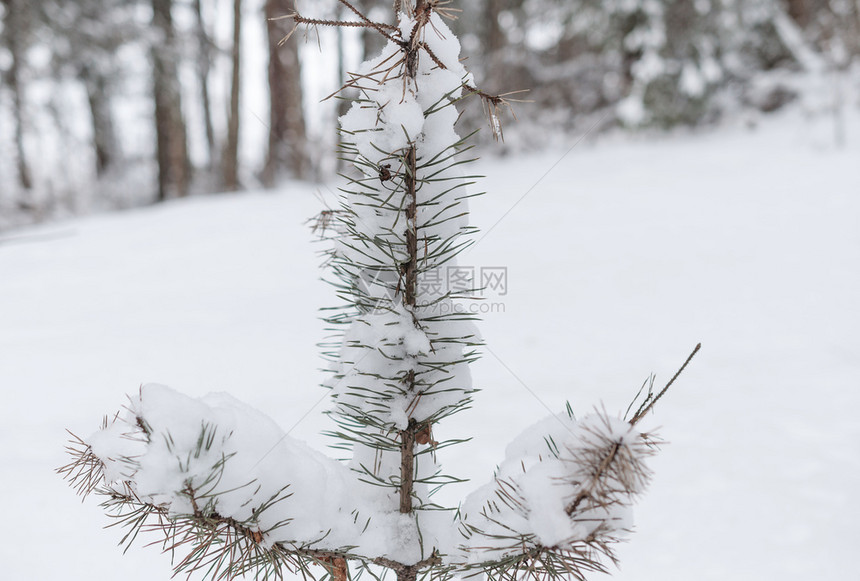 风景霜木头在一片有雪覆盖的清空中小绿色采样图片