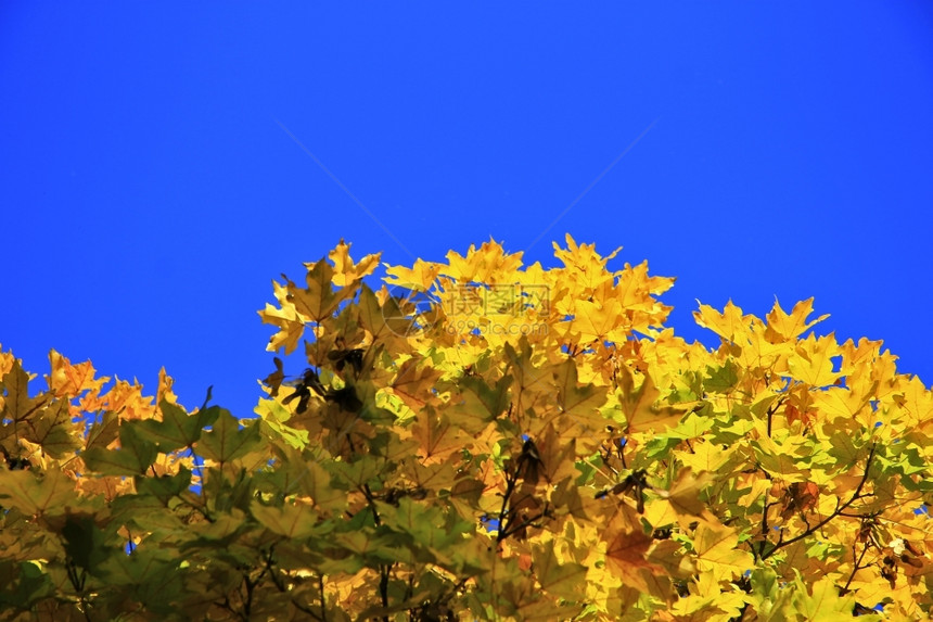 背部黄树叶与清蓝的天空分支木头图片