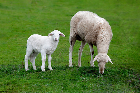 羊毛母和小羔在绿草地上放牧时间农业高清图片