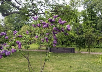 春天新鲜草在花园的朵中美丽一帮Lilac特写图片