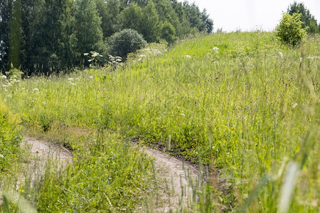 地球小路夏日穿越森林草甸的道路夏日穿越森林草甸的土路美丽图片