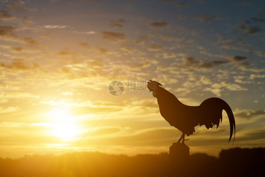 景观象征清晨日出背景的公鸡乌鸦休眠太阳图片