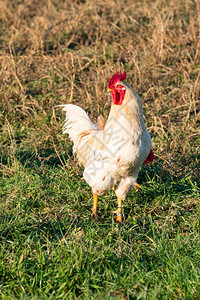 母鸡家畜鸟类农村青草中的白鸡图片