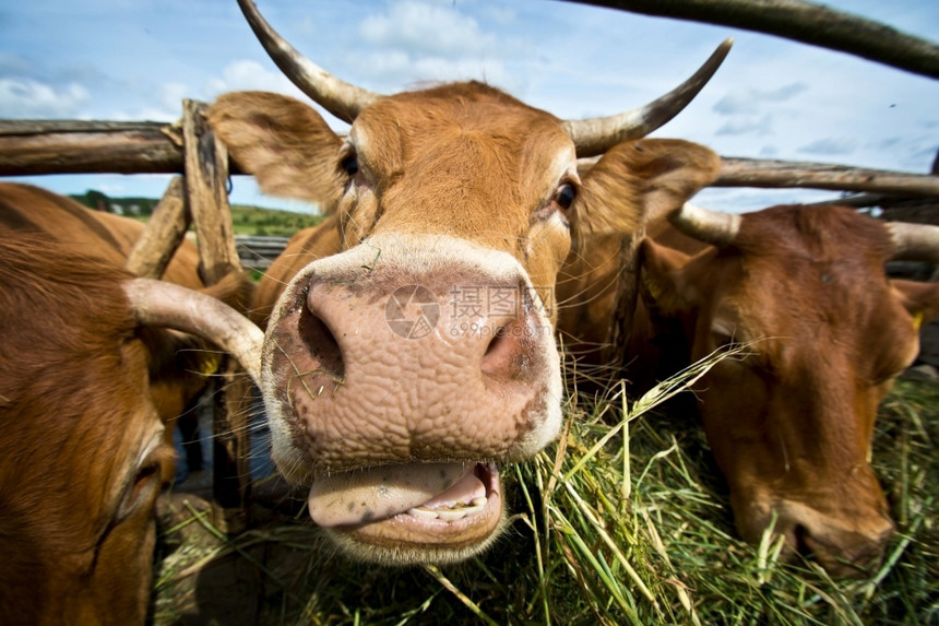 自然农场村饲养牲畜的牛群食草稻种牧场图片