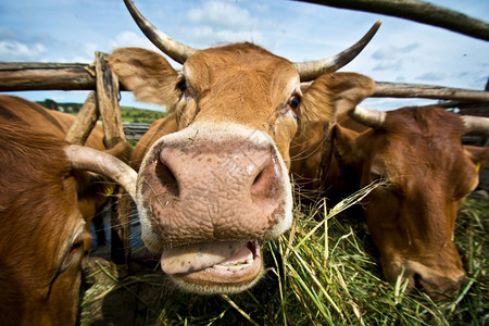 自然农场村饲养牲畜的牛群食草稻种牧场图片