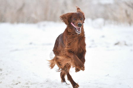 爱尔兰语红色的霜爱尔兰养狗犬队红骑手玩冬季散步雪背景