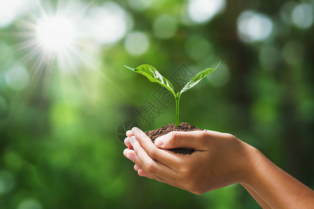 以模糊绿色自然背景概念的生态地球日为契机手持年轻植物叶子树人们图片