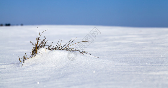 暴风雪和降后白桑尼天气下深雪漂流白纯森林太阳美丽图片