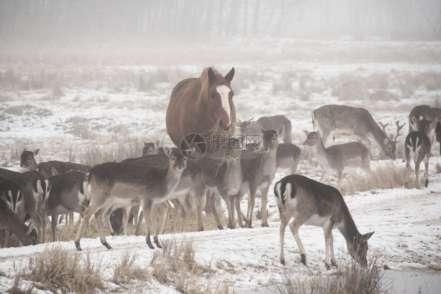 在寒冷的冬日里在家养马的陪伴下行走一群落地鹿达马大坝群白音中低关键图像美丽音调国内的图片