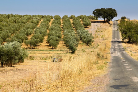美味的具有橄榄树花园的古典农村景观栽培户外图片