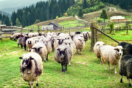 山上农场的羊群山上农场的羊群乡村地放牧图片