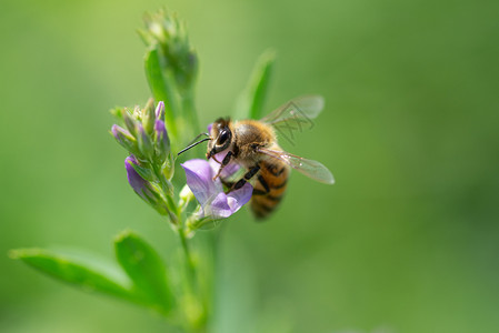 鲜花下的蜜蜂图片