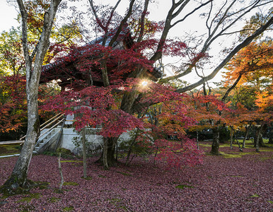 日本京都Kikakakakuji寺庙日本钟塔秋木林花园美丽的天空建造图片