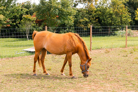 运动美丽的马在农场里放牧草地鬃毛巴拉班图片