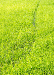 泰国当地农场的年轻稻田没有化学工艺泰国不使用化学工艺场地栽培叶子图片