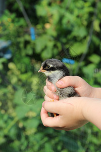 小鸟孩子孩子们手中的鸡新生活小鸟家禽场的鸡人手上鸟国内的出生背景