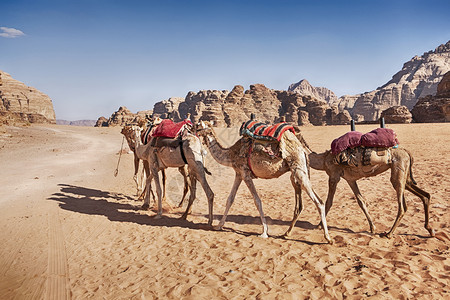砂岩3只骆驼配有马鞍毯穿过约旦瓦迪伦姆河谷沙漠毯子人们图片