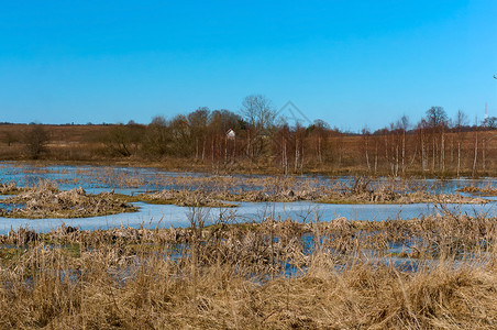 树冰冻的沼泽初春地天冰雪在沼泽反射农村图片