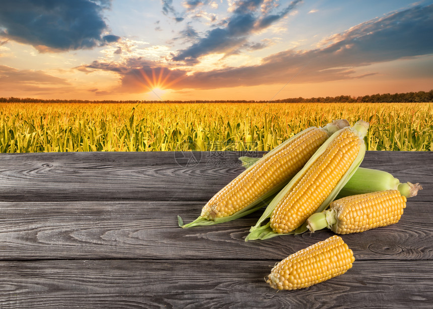 云明亮的景观日落时玉米地阳光背景下的木板上玉米农业概念玉米地阳光背景下木板上的玉米图片