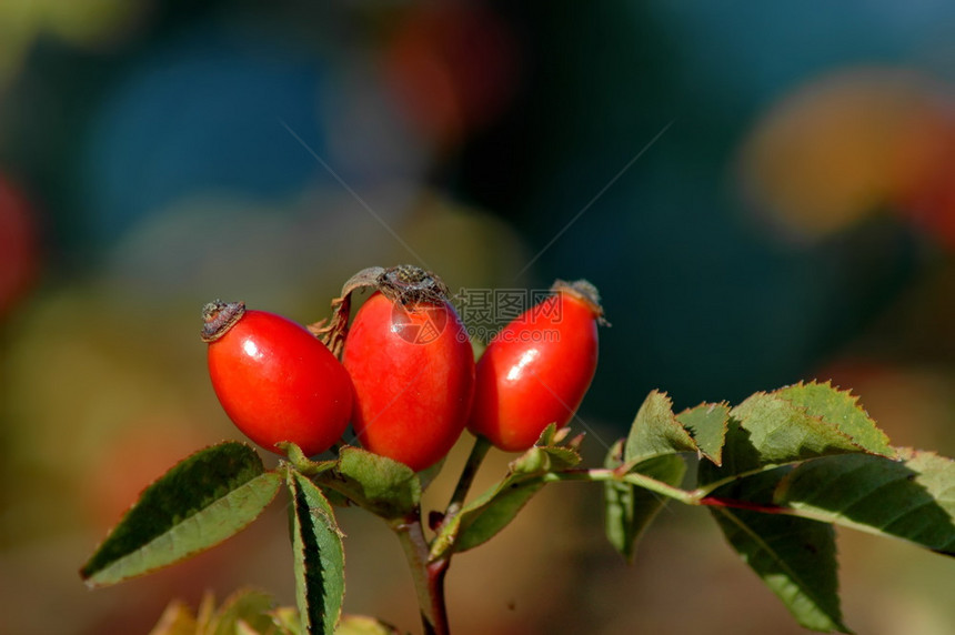 茶树叶罗莎保加利亚Plana山的红玫瑰臀野水果或罗萨卡尼娜图片